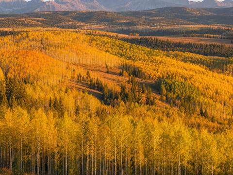 Pando