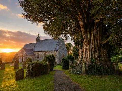 Llangernyw Yew