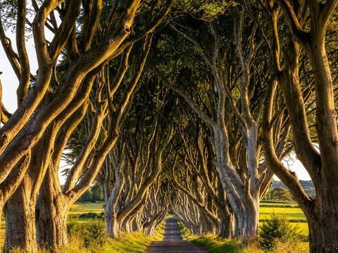 The Dark Hedges